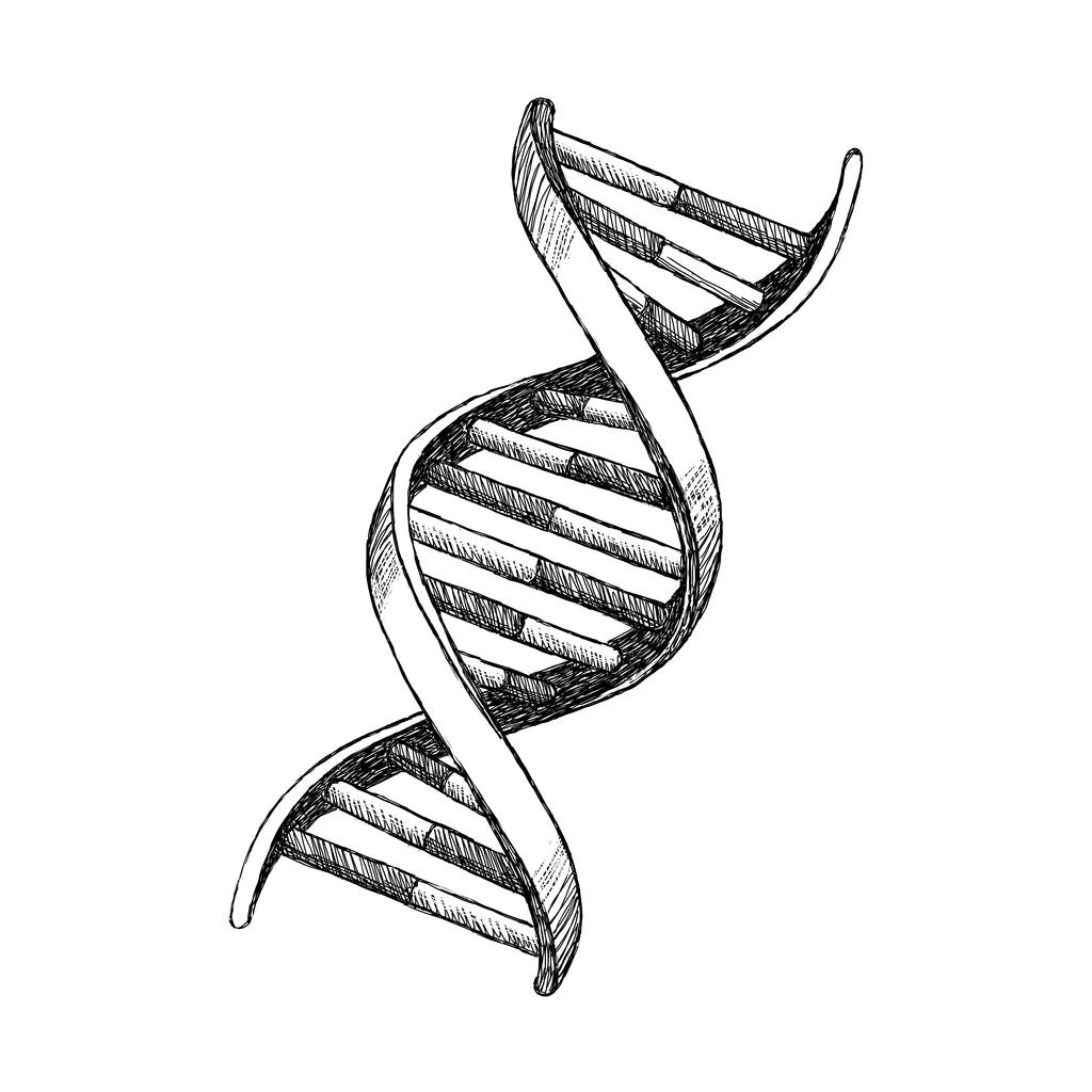 Цепочка ДНК